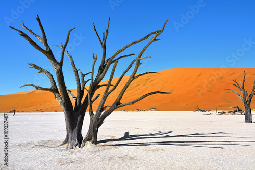 Deadvlei, Sossusvlei. Namibia