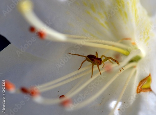 nascosto nel fiore photo