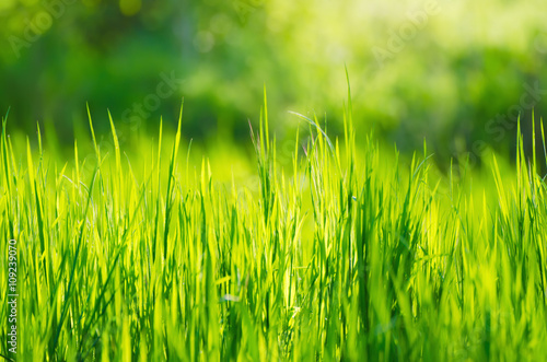 Green grass fields suitable for backgrounds or wallpapers, natural seasonal landscape. 