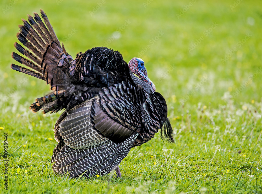 Rear View of Single Wild Turkey with Full Tail Feathers - Wrapped Canvas Photograph Ebern Designs Size: 12 W x 12 H