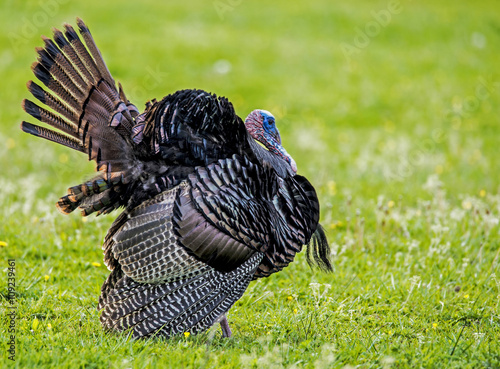 Side view of wild turkey with tail feathers spread.