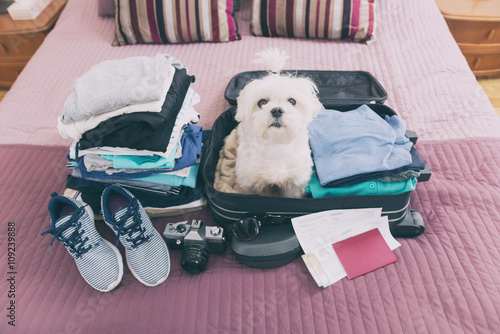 Fototapeta Naklejka Na Ścianę i Meble -  Dog sitting in the suitcase