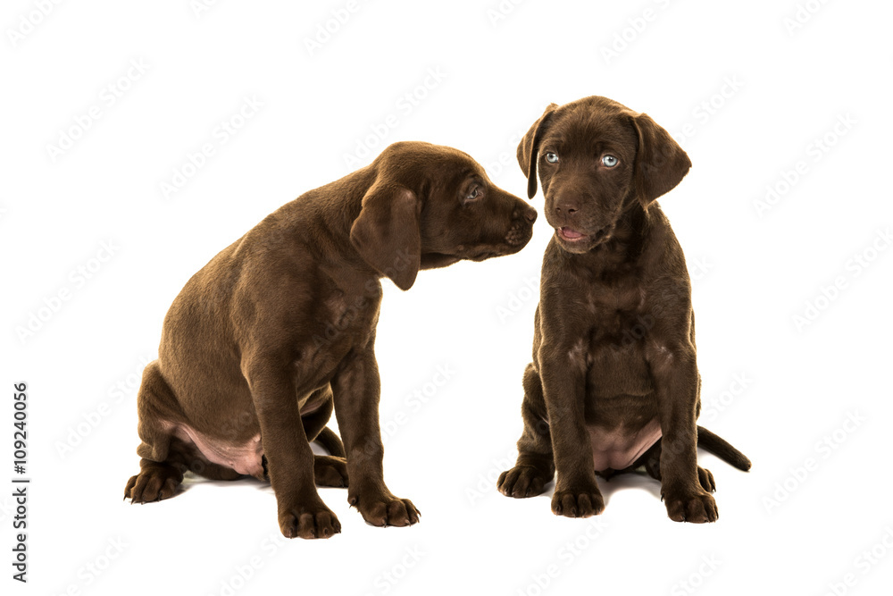 Two cute brown labrador retriever puppies sitting talking to each other isolated on a white background Two cute brown labrador retriever puppies sitting talking to each other isolated on a white background