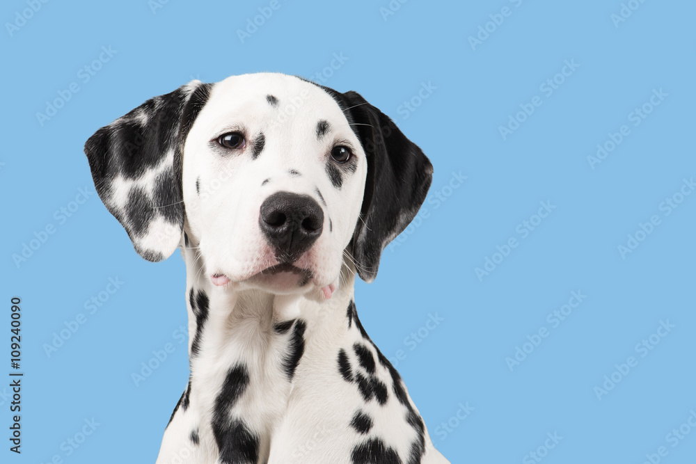 Dalmatian portrait looking to the right on a blue background