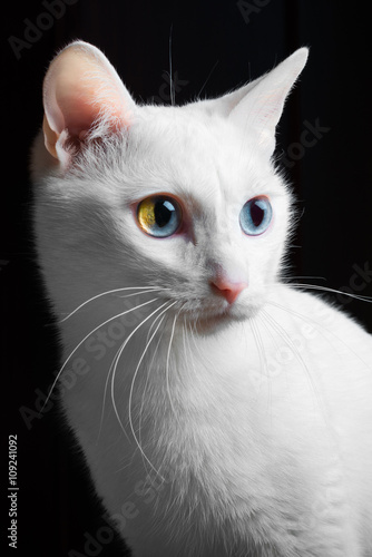 serious white cat