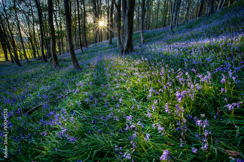 Margam woods Sunset over the Bluebells in the woods near Margam County Park, Port Talbot, South Wales.