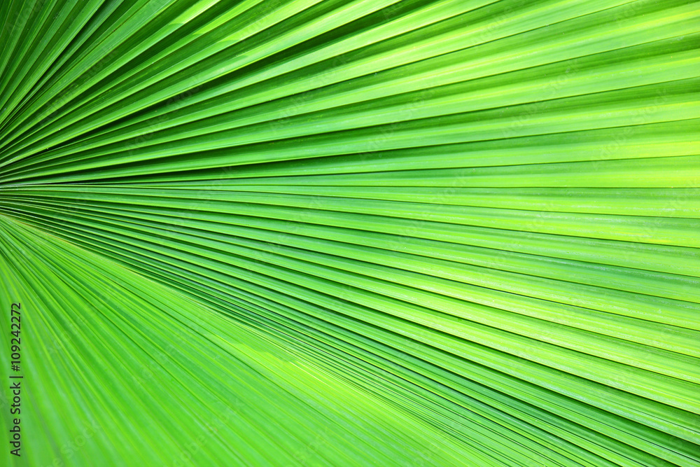 Obraz premium Green Palm leaf abstract texture 