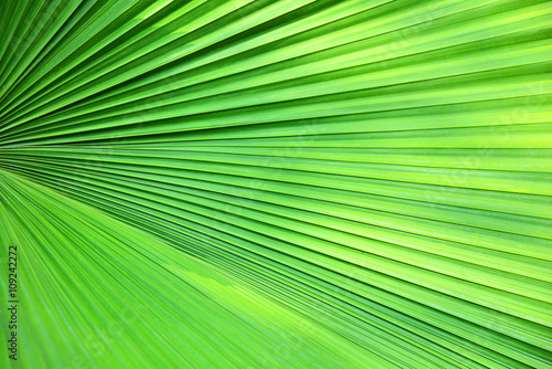 Green Palm leaf abstract texture 
