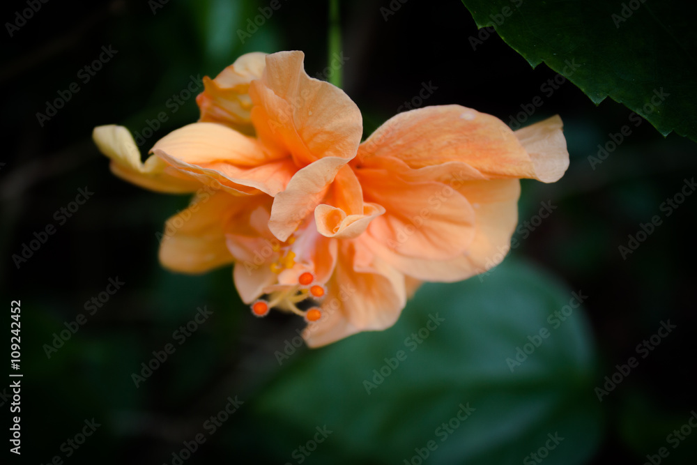 Orange Flower Orange Flower