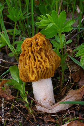 Early false morel - delicious edible mushroom in nature