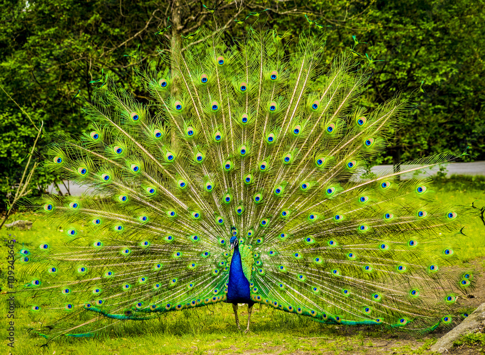 Naklejka premium Portrait of beautiful peacock with feathers out