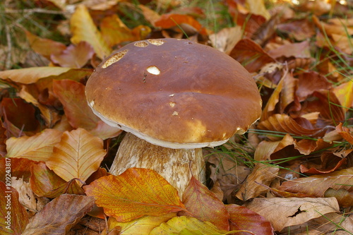 Delicious edible mushroom, bolet (Boletus edulis) in a forest