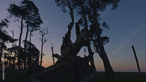 Silhouetted forest