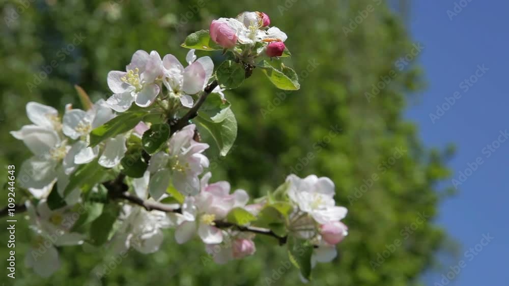 Blossom apple tree. Beautiful flowers on the apple tree, spring flowers - Stock Video Blossom apple tree. Beautiful flowers on the apple tree, spring flowers - Stock Video