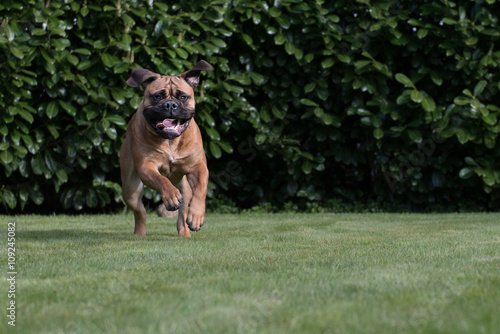 Bullmastiff im Lauf © joegast