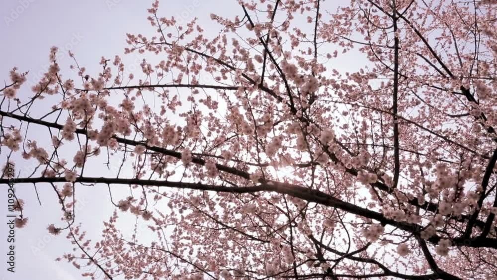 Cherry blossoms in bloom with sunlight Cherry blossoms in bloom with sunlight
