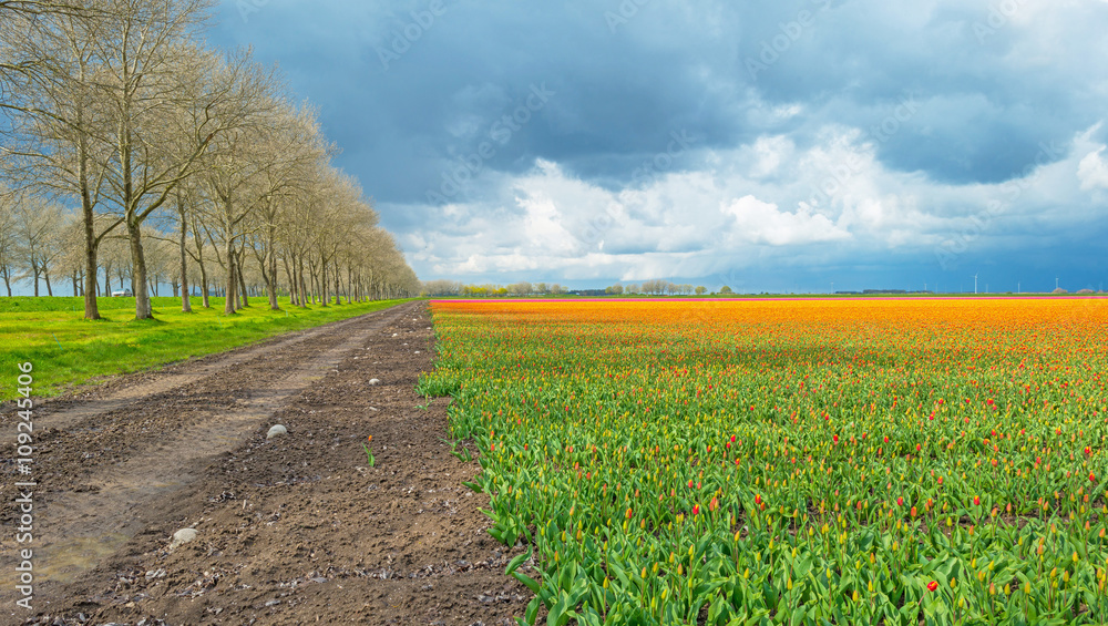 Tulips in a field in spring  - obrazy, fototapety, plakaty 