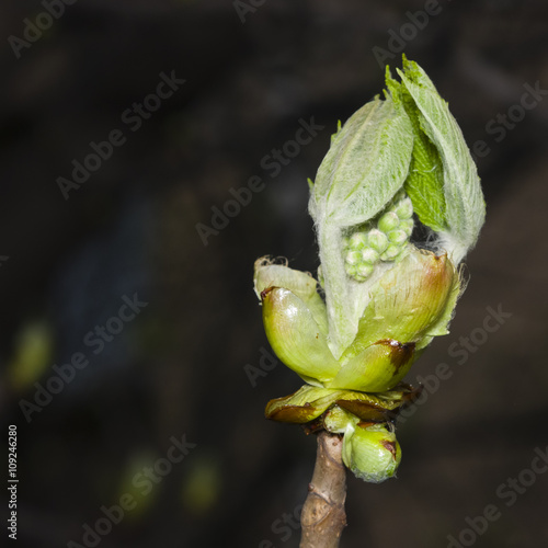 Horse-chestnut, aesculus hippocastanum, bud on branch with bokeh background macro, selective focus, shallow DOF