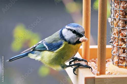 Obraz na płótnie mésange charbonnière sur une mangeoire w salonie