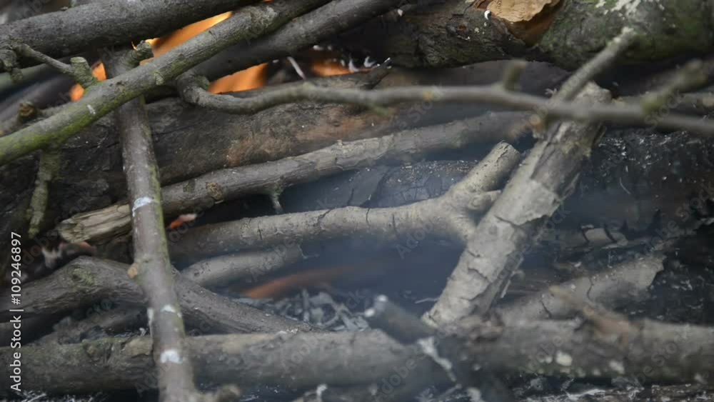 Burning wood, campfire macro video, close up of burning forest Burning wood, campfire macro video, close up of burning forest
