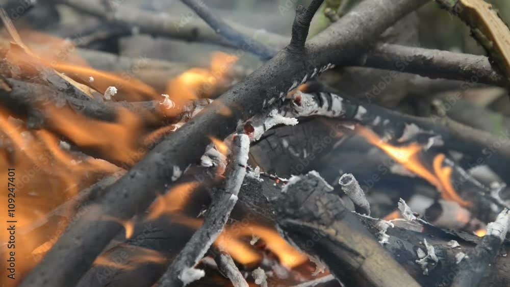 Burning wood, campfire macro video, close up of burning forest Burning wood, campfire macro video, close up of burning forest