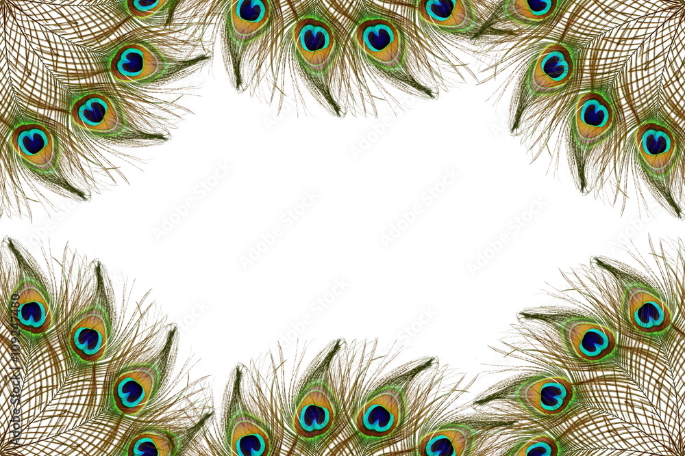Fototapeta premium Beautiful peacock feathers as background with text copy space