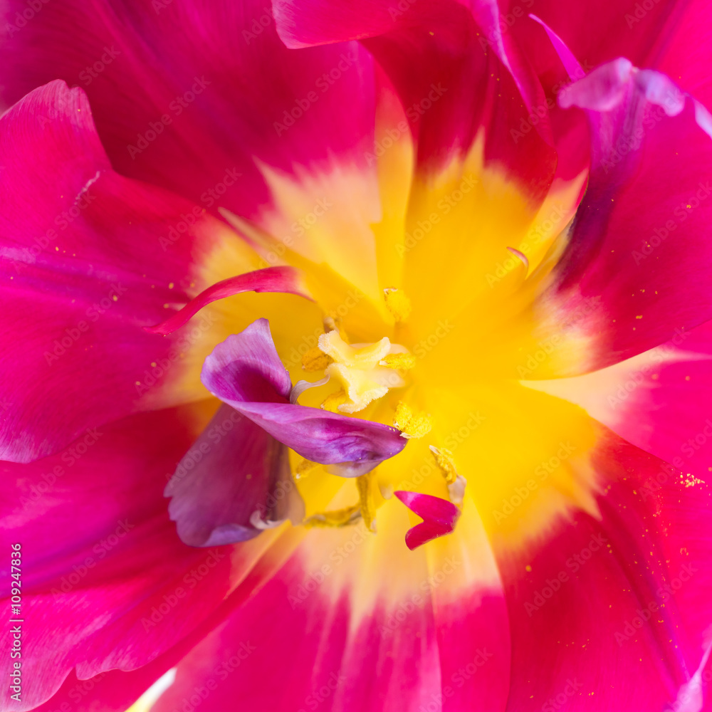 tulipe 