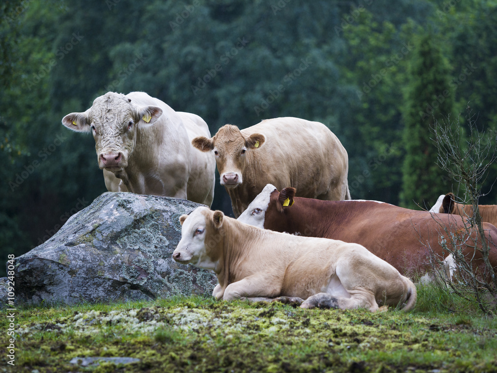 Cows on pasture