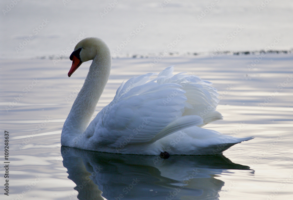 Obraz premium Beautiful background with the swan in the lake