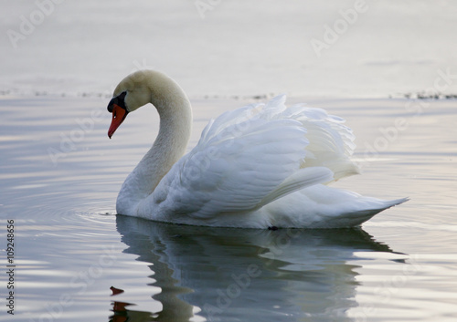 Beautiful image with the swan swimming in the lake
