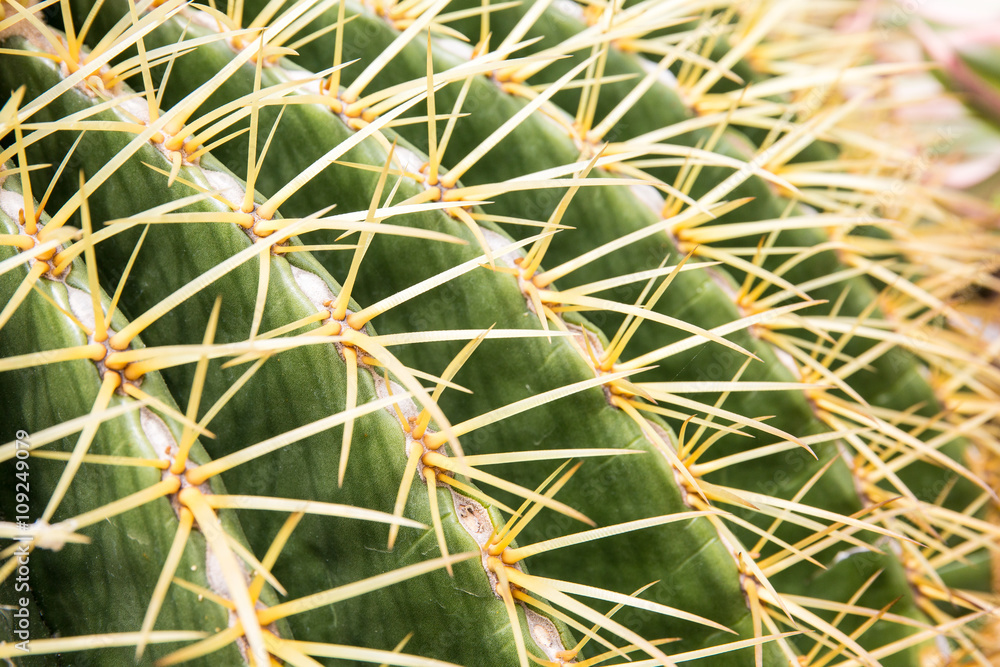 Close-up cactus. Golden thorns. Close-up cactus. Golden thorns.