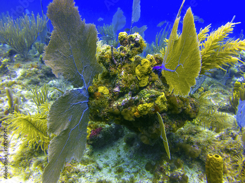 Coral Reef in Grand Cayman