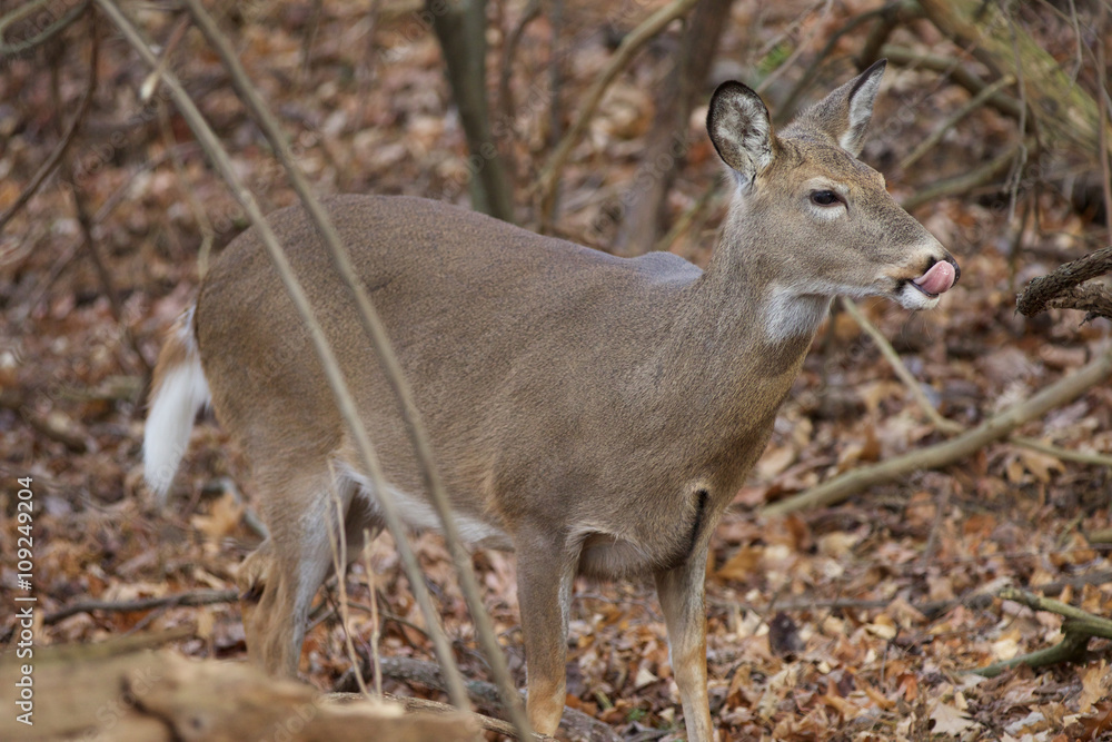 Naklejka premium Photo of a deer with a tongue