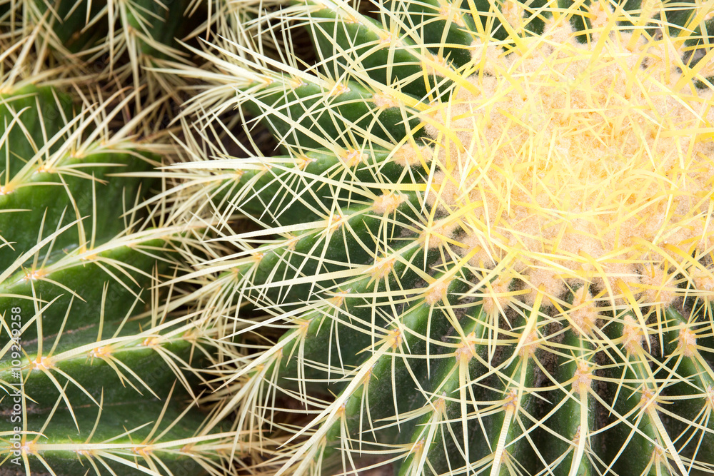 Cactus in the desert. Nature plant background. Cactus in the desert. Nature plant background.