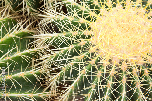 Cactus in the desert. Nature plant background.