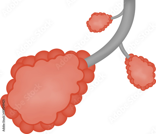 Alveoli