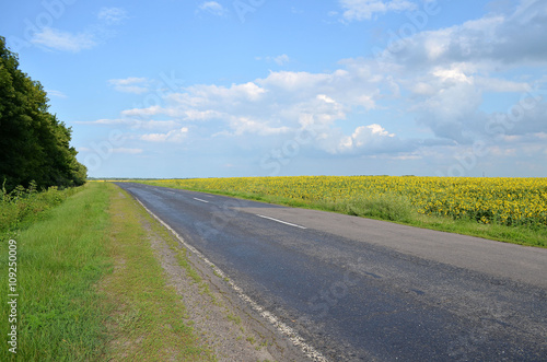 The road next to a field of blooming sunflowers