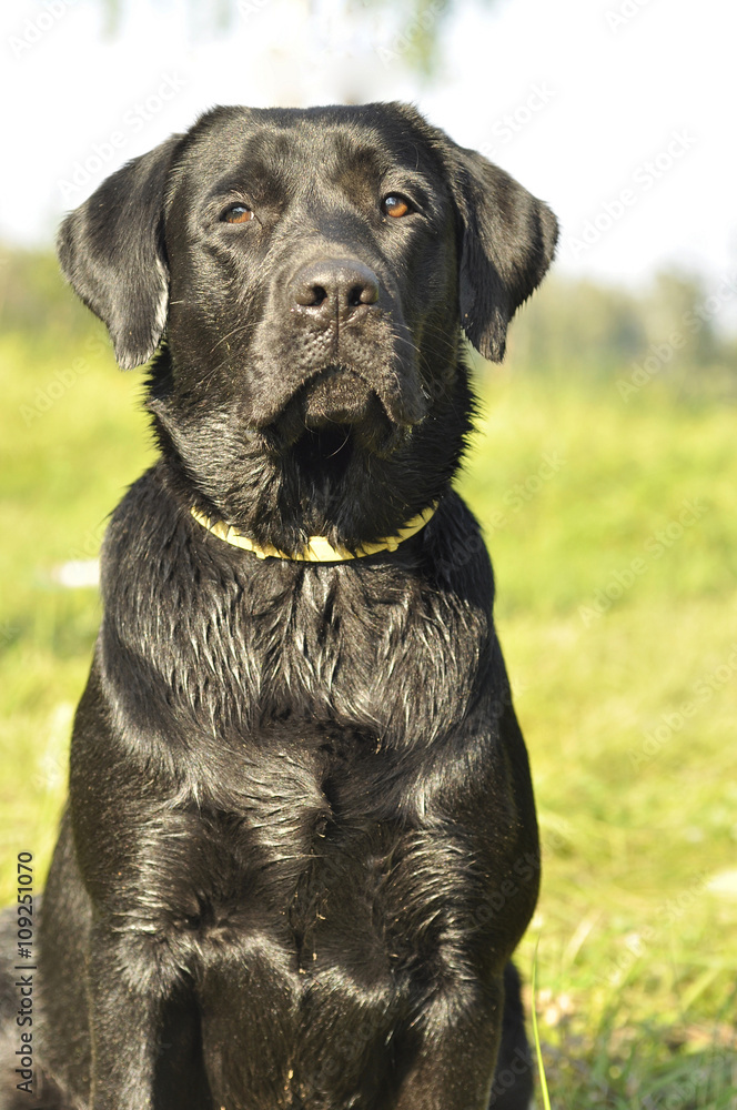 Fototapeta premium labrador close up front