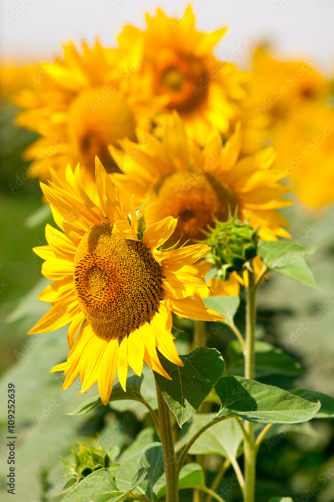 Obraz premium Sunflowers Field view