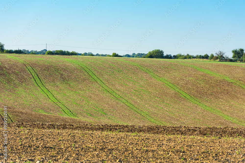 Agricultural field on a hill with young sprouts