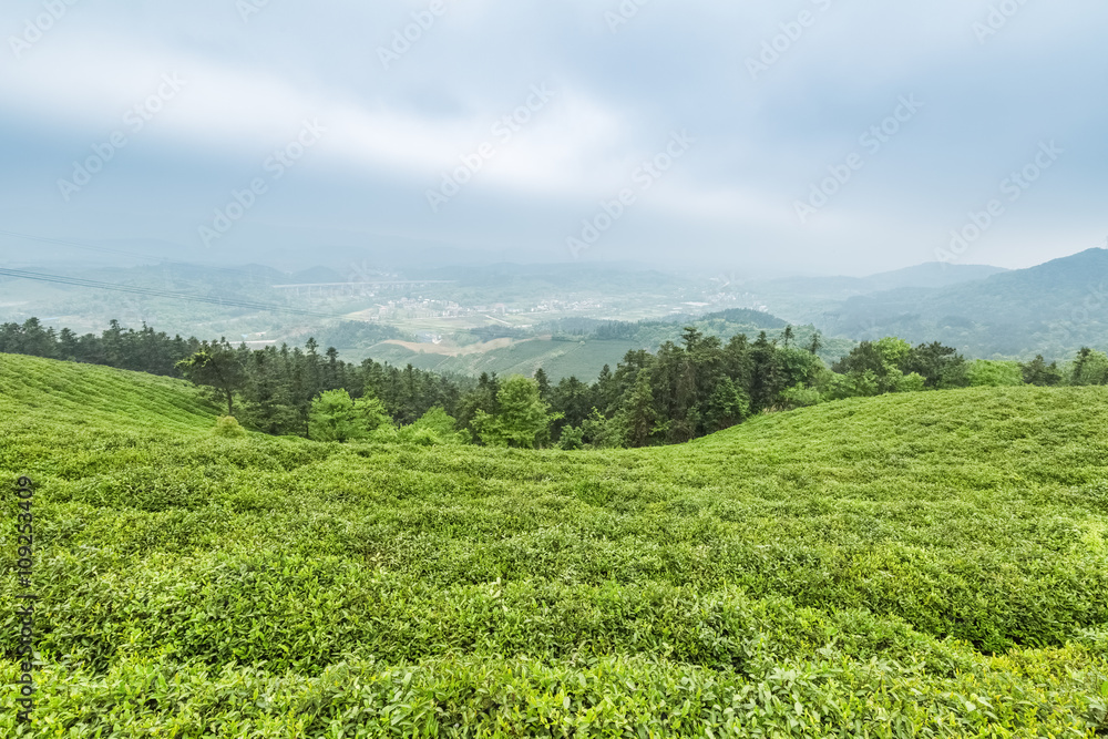 Naklejka premium tea plantation