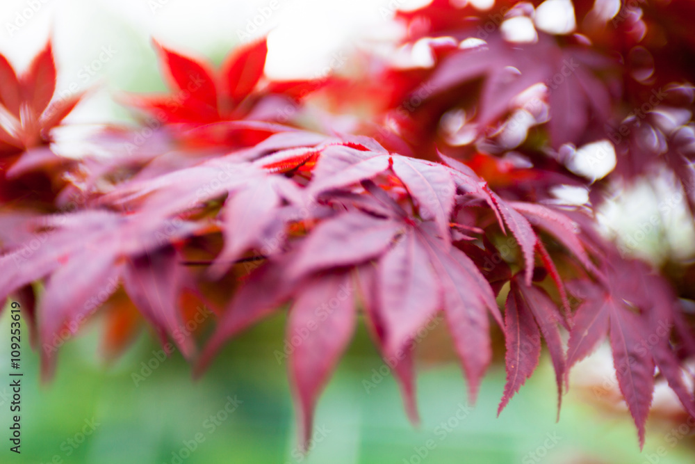 Pink leaves of the Japanese maple (Acer palmatum) Pink leaves of the Japanese maple (Acer palmatum)