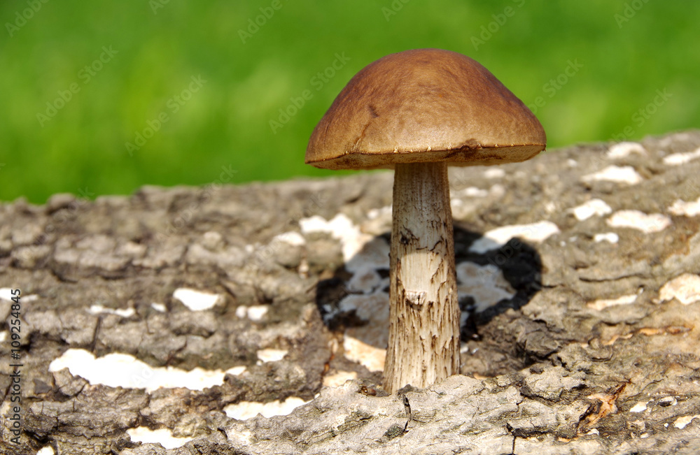 Leccinum mushroom Leccinum mushroom