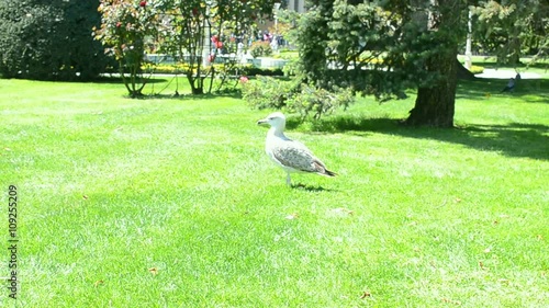gull on the grass. waiting for bread. hungry bird. summer and hot. tropic arabic country.