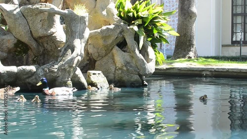 ducks in the pond. family of birds. fountain with green blue water. hot summer. rest and vacation. tropical arabic country.