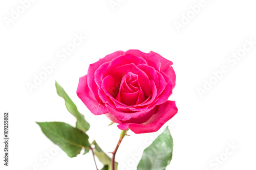 Pink Rose isolated