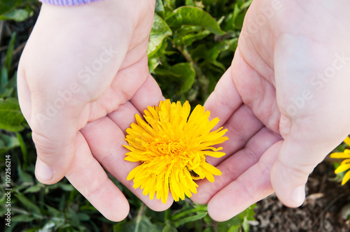 The Hands Of A Child And Dandelion