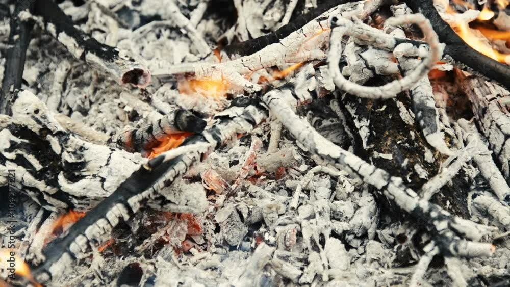 Burning wood, campfire macro video, close up of burning forest Burning wood, campfire macro video, close up of burning forest