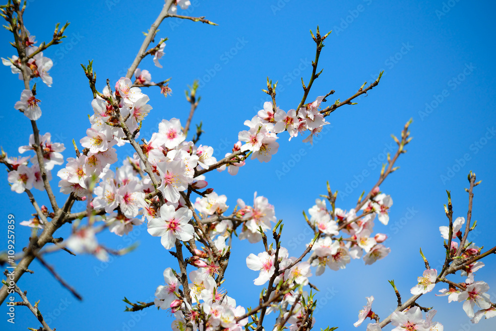 almond flowers under a blue sky