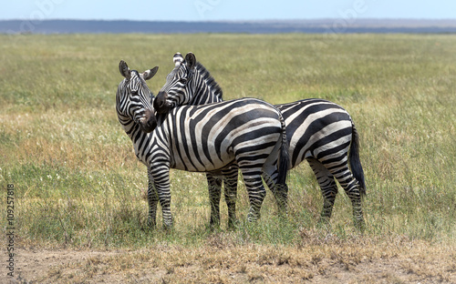 A zebra couple in love